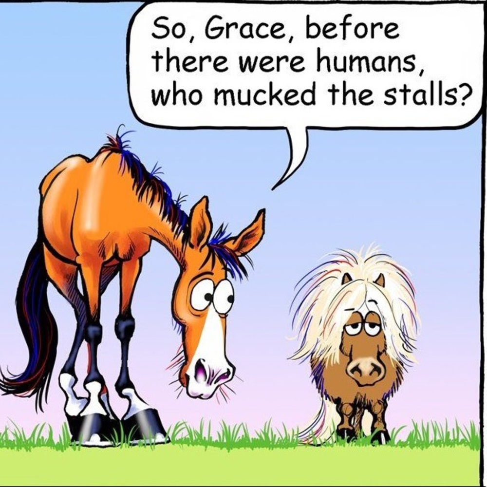 Pets, horse, dog wear
